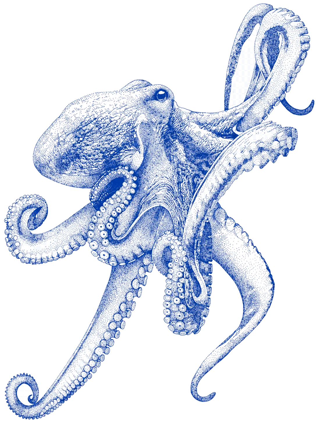 Blue octopus research instrument illustration